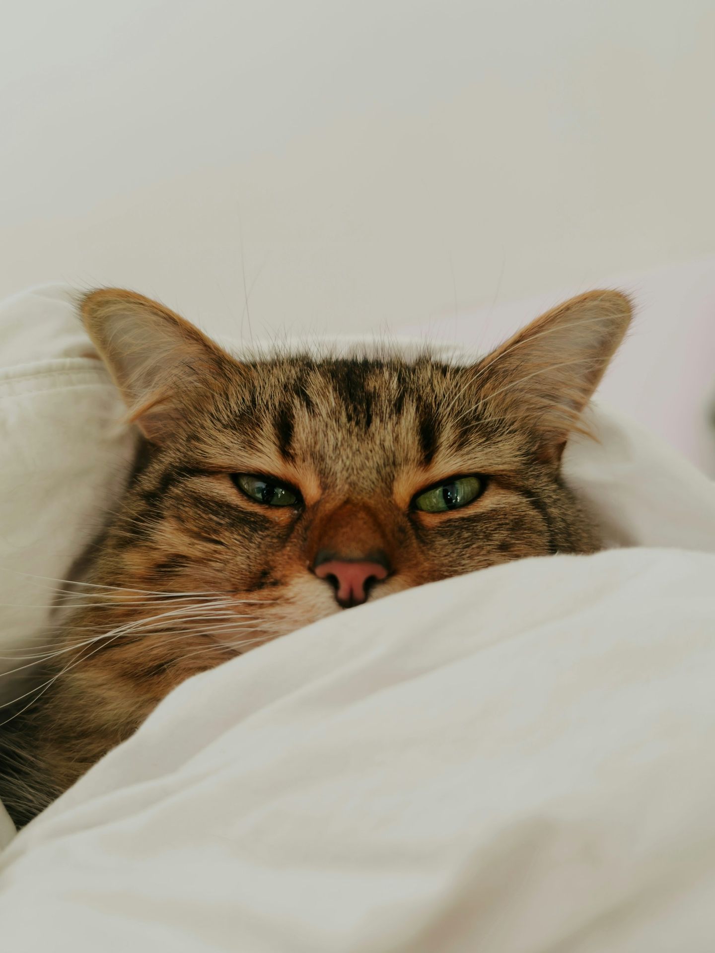 a close up of a cat laying in a bed